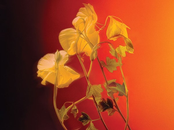 A yellow faded flower with a bright orange background